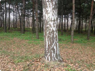 ����������������� ��������������� � ������� ���.